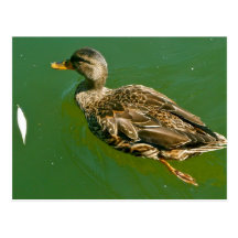 Duck in Boston Public Garden by Brad Hines Postcards