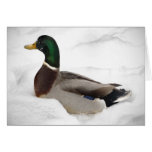 Duck in Snow Lord Love a Duck cards