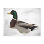 Duck in Snow postcards