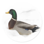 Duck in Snow stickers