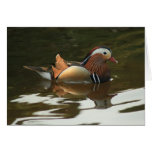 duck in WAter cards