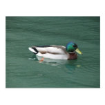 duck in water postcard