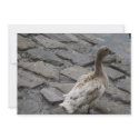 Duck Invitation