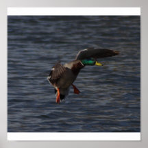 Duck landing on water posters