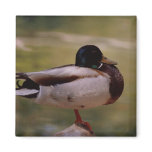 Duck magnets