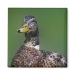Duck Fridge Magnets