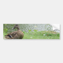 Duck mom and ducklings bumper stickers