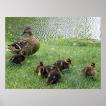 Duck mom and ducklings posters