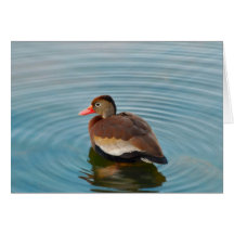 Duck Note Card (blank)