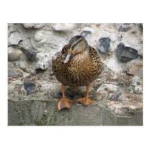 Duck on a Wall Postcard