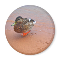 Duck on Beach Refrigerator Magnet