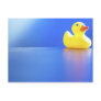 Duck on Blue Postcards