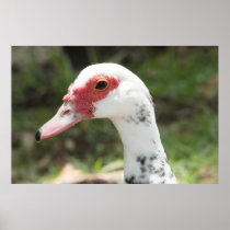 Duck on Canvas Print