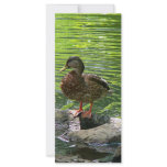 Duck on Rocks rack cards