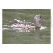 Duck on the Lake Greeting Card