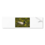 Duck on water bumper stickers