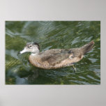 Duck Paddle Poster