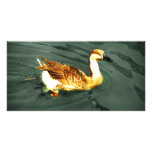 Duck photo cards
