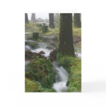 Duck Pond Torrent Greeting Card