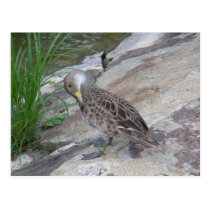 Duck postcards