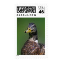 Duck postage
