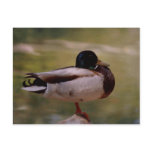 Duck postcards
