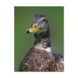 Duck postcards