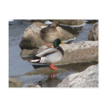 Duck Post Card