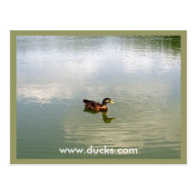 Duck Postcard