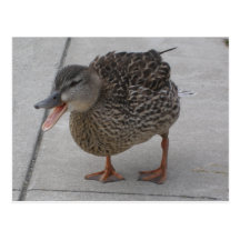 Duck postcard