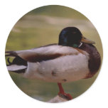 Duck stickers