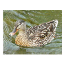 duck swimming postcard