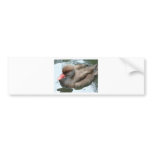 duck with red beak bumper stickers