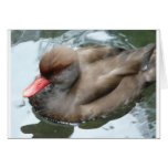 duck with red beak cards