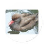 duck with red beak stickers