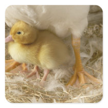 Duckling between mother's legs square sticker