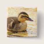 Duckling buttons