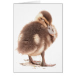 Duckling Card