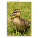 Duckling cards