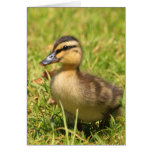 Duckling cards
