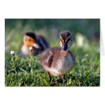 Duckling cards