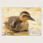 Duckling cards