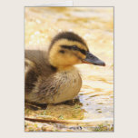 Duckling cards