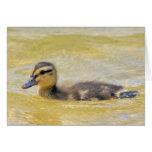Duckling cards