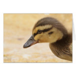 Duckling cards