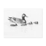 Duckling Card postcards