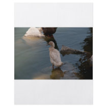 Duckling flyer