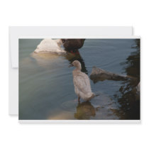 Duckling invitation