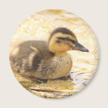 Duckling magnets