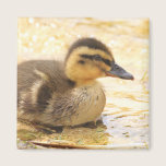 Duckling magnets